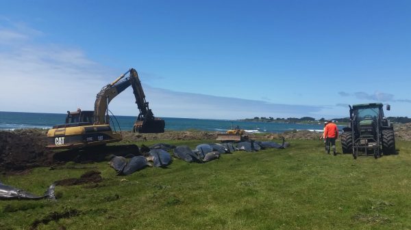 dead pilot whales are buried