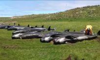 Another 50 Pilot Whales Die in Mass Stranding Near New Zealand