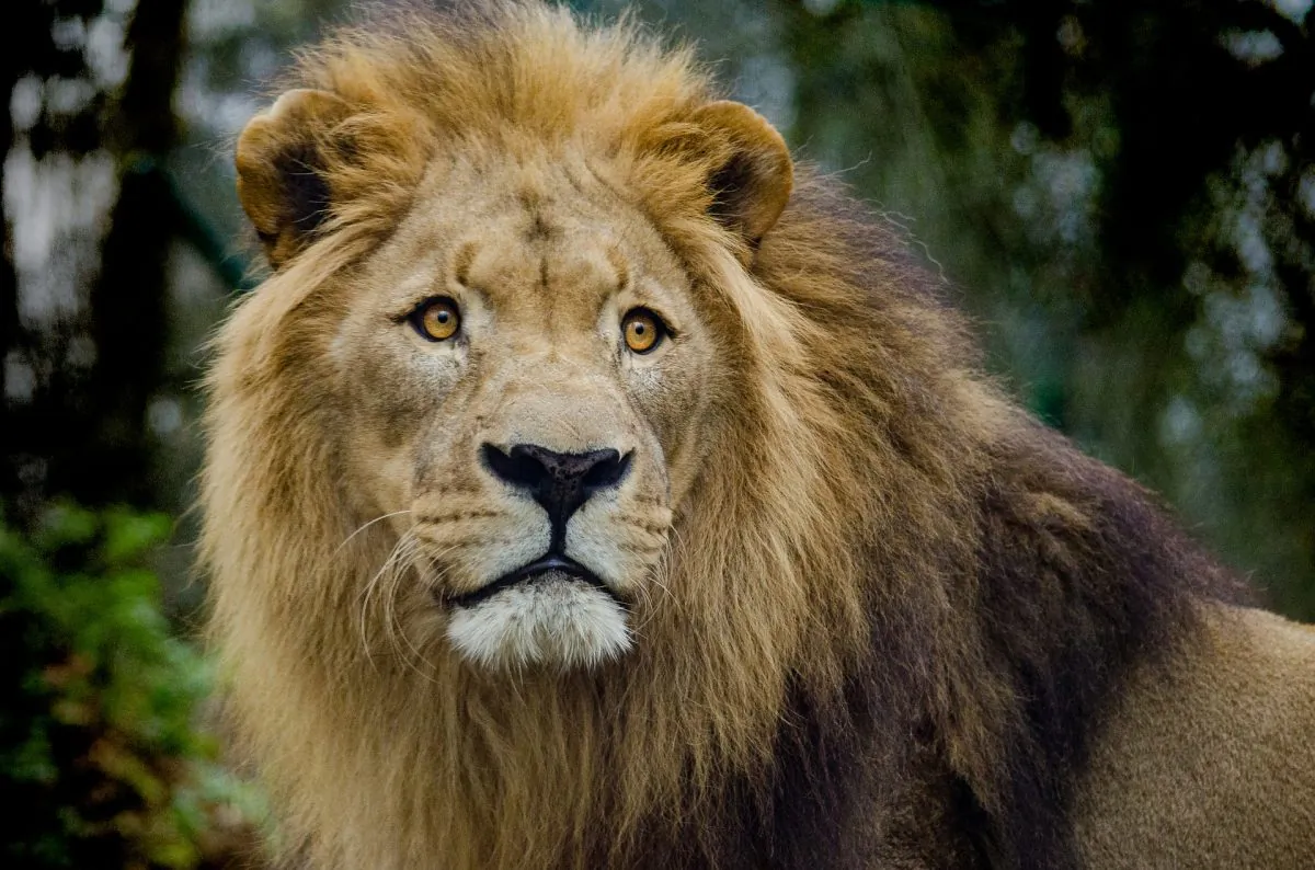 An undated file image of a lion. (Pixabay)