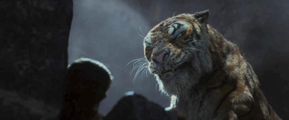 Angry tiger in the rain
