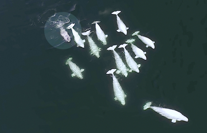 Orphaned baby beluga lost and found