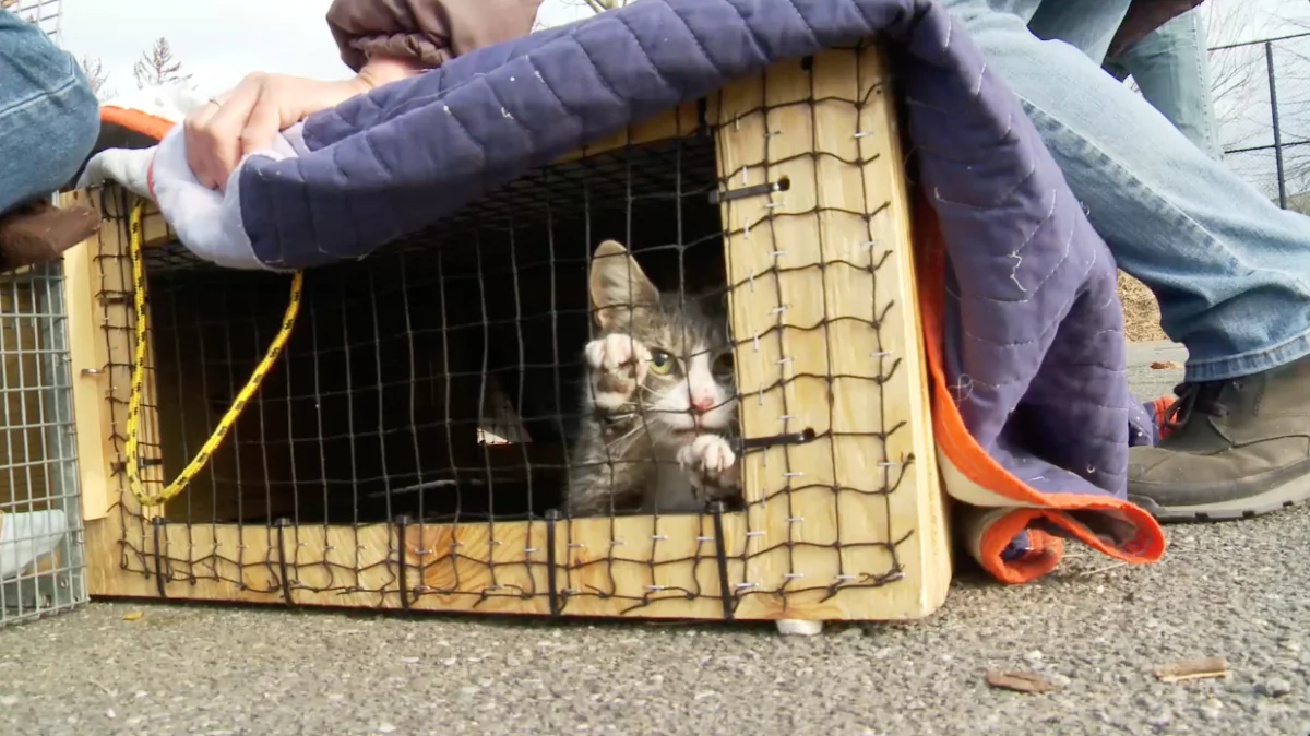 An undated photo of a trapped cat There are 500,000 stray and feral cats in New York, and only a handful of people trying to do something about it. (Rob Fruchtman and Steve Lawrence)