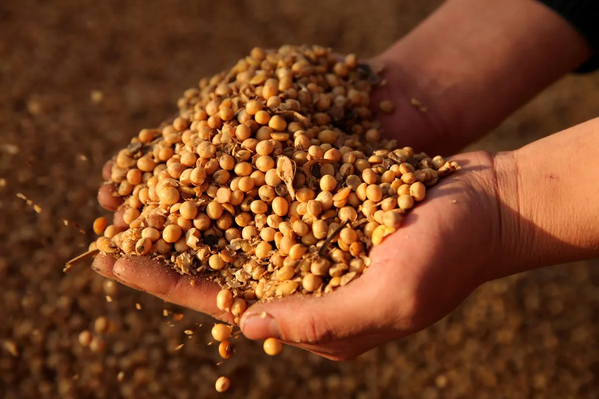 A man displays imported soybeans at a port in Nantong, Jiangsu Province, China on April 9, 2018. (Reuters)