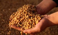 China Buys About 10 Cargos of US Soybeans After Trade Talks