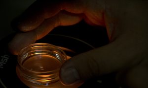 China in Focus (Dec. 14): Chinese Gene Editing Controversy Re-emerges