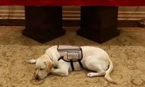 Photo of George HW Bush’s Service Dog Sully Laying by Coffin Is Released: ‘Mission Complete’