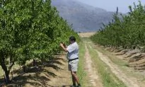 Tense Year Ahead for South Africa’s White Farmers