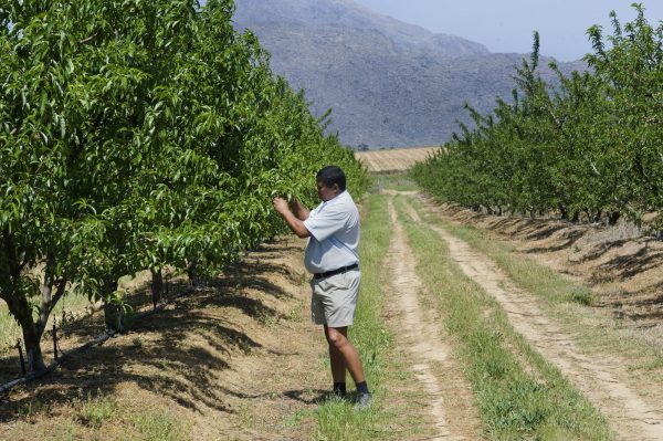 Trevor Abrahams checks on nectarine trees on his farm on Oct. 10, 2011, close to Ceres, South Africa. Abrahams, an emerging farmer, has received mentorship, support, and funding from an established local farmer, to get to the point of having a productive fruit farm. (Rodger Bosch/AFP/Getty Images)