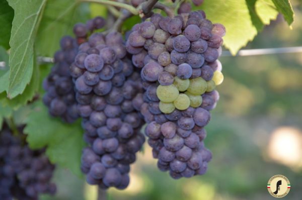 Pinot grigio grapes