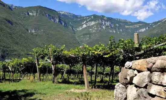 Pinot Grigio Continues to Rise