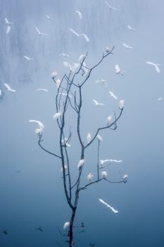 MacStone-egrets on tree