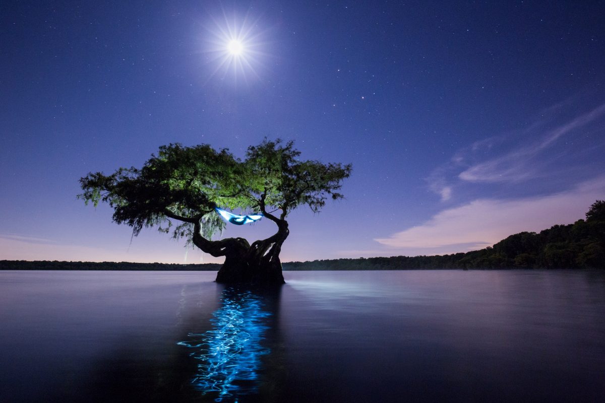 MacStone-hammock in cypress tree-c