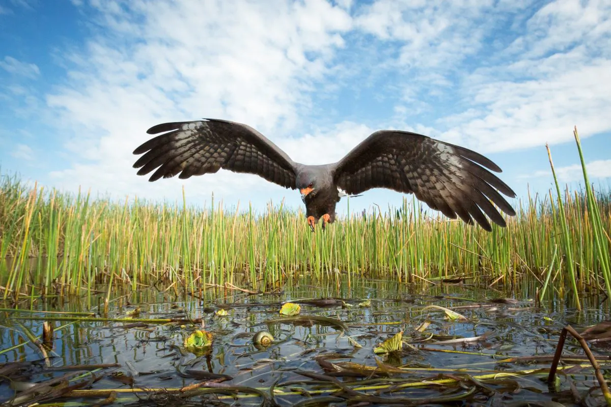A snail kite hunts for apple snails in the Florida Everglades. The Everglades snail kite is the most specialized raptor in the world, and was also one of Mac Stone's most challenging subjects. (Mac Stone)