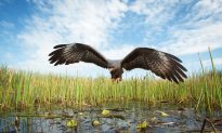 Photographer Mac Stone’s Journey to Document Florida’s Wetlands