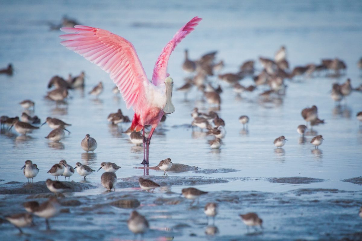 MacStone-spoonbill