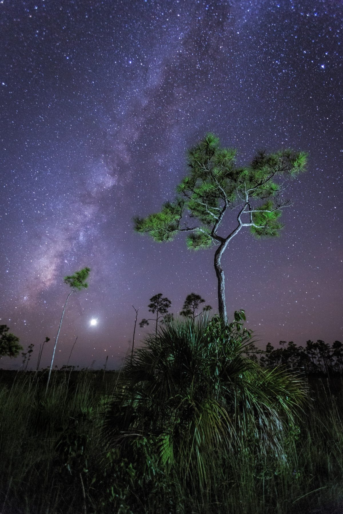 MacStone-tree and milky way