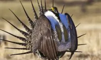 Federal Government Updates Sage-Grouse Plan to Expand Oil Drilling, Mineral Mining