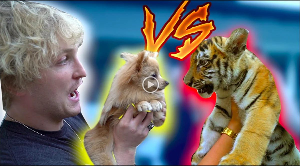 Vlogger Logan Paul holds a dog named Kong and confronts a tiger cub in one of his YouTube videos.(Screenshot/YouTube)