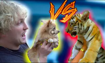 Tiger Cub Seen in YouTube Video Leads to Charges of Illegal Animal Possession