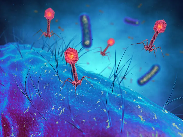 Bacteriophage viruses infecting bacterial cells, triggering a bacterial immune response. This process is being studied for use in gene editing. (shutterstock)