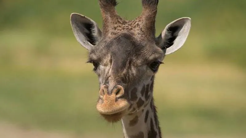 The Columbus Zoo said that a giraffe died just several days after giving birth to a calf, the zoo said on Dec. 8.
(Columbus Zoo and Aquarium)