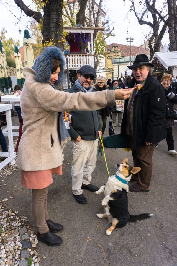 Corgi begs for fritule at Advent in Zagreb