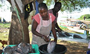 Chinese Fish Imports Hurting Kenyan Fish Traders