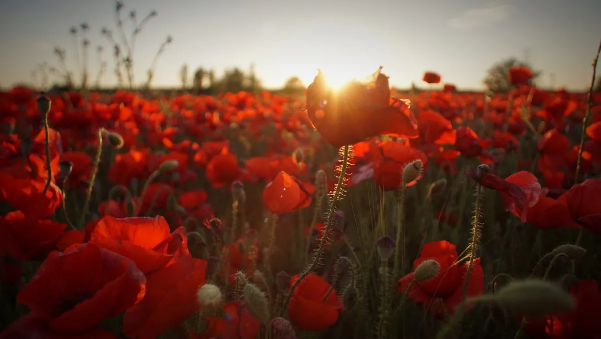 The allure of the poppy. ‘Confessions of an English Opium-Eater’ was the first modern drug memoir and set the tone for opium use for decades. Here, a field of Papaver somniferum (Opium poppy). Opium is extracted from the latex of the unripe seed pods. Ripe seeds are innocuous and widely used in baking. (Javier Cañada/Unsplash)