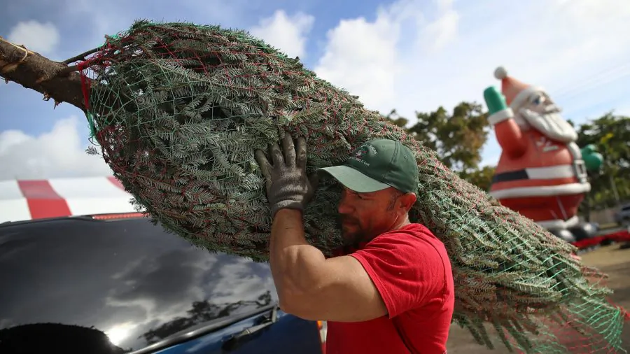 A Christmas tree seen on Nov. 27, 2018. (Joe Raedle/Getty Images)