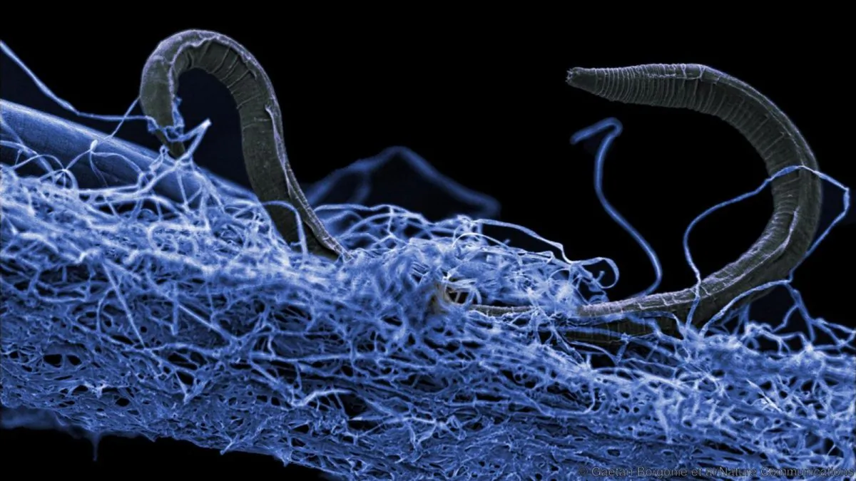 A nematode (eukaryote) in a biofilm of micro-organisms. This unidentified nematode from Kopanang gold mine in South Africa lives almost a mile below the surface. (Gaetan Borgonie/Extreme Life Isyensya, Belgium)