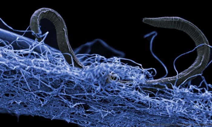 A nematode (eukaryote) in a biofilm of micro-organisms. This unidentified nematode from Kopanang gold mine in South Africa lives almost a mile below the surface. (Gaetan Borgonie/Extreme Life Isyensya, Belgium)