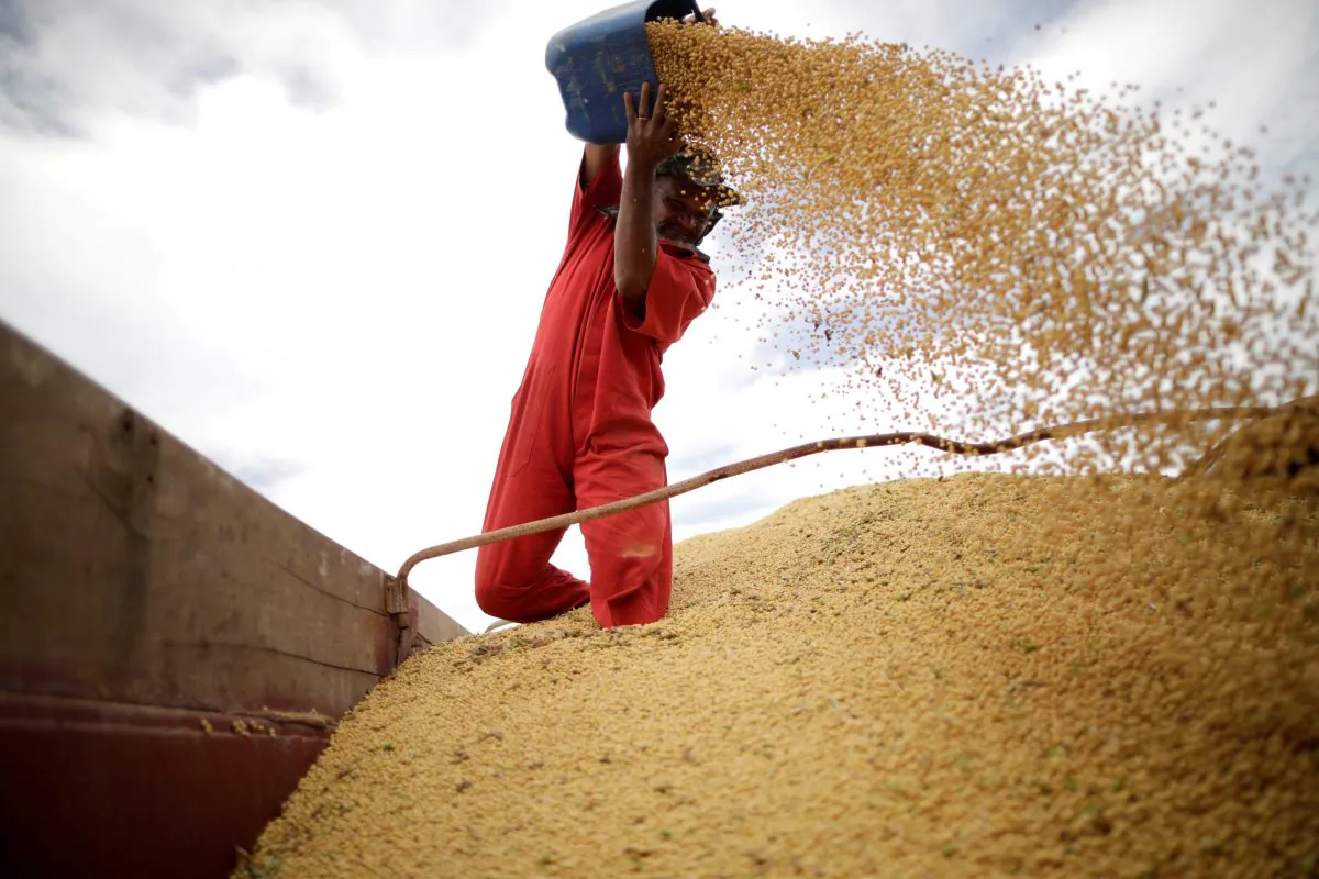 A worker inspects soybeans during the soy harvest near the town of Campos Lindos, Brazil on Feb. 18, 2018. (Ueslei Marcelino/Reuters)