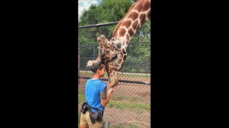 giraffe in the zoo is now dead