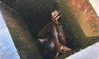 Man Stuck in Chinese Restaurant Grease Duct for 2 Days in California