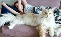 Giant Maine coon cat puts a spell on the internet with his photogenic fluff