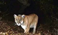 Wisconsin Men Plead Guilty to Charges Linked to Killing of Mountain Lion