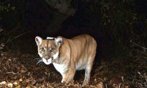 Hunter Fights Off Mountain Lion With Pocketknife and Rocks on Dark Colorado Trail