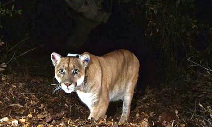 A mountain lion known as P-22, in the Griffith Park area near downtown Los Angeles in November 2014. (U.S. National Park Service via AP)