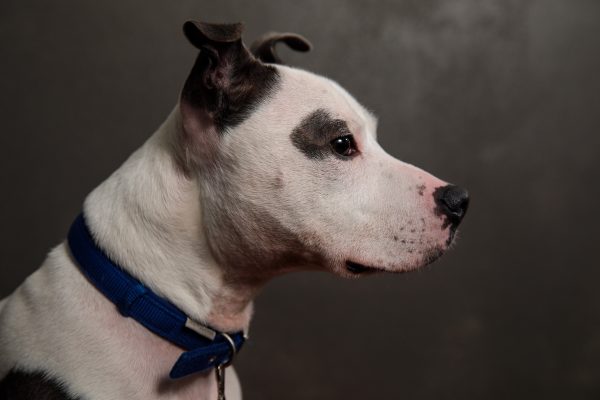 Staffordshire bull terrier