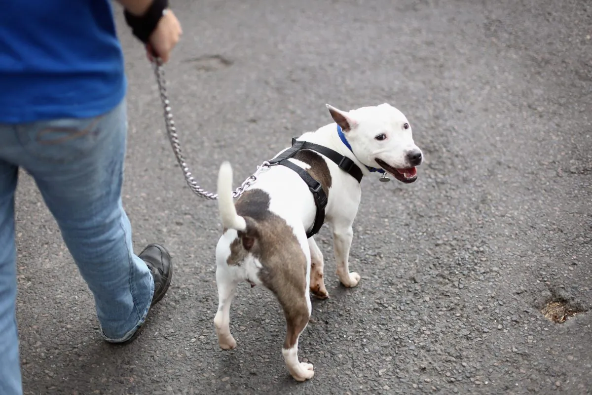 A terrier is taken for a walk at Battersea Dogs Home  in London, on Aug. 2, 2010. (Dan Kitwood/Getty Images)