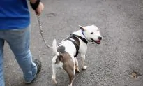 Newborn Baby Dies a Month After Attack by Family Dogs