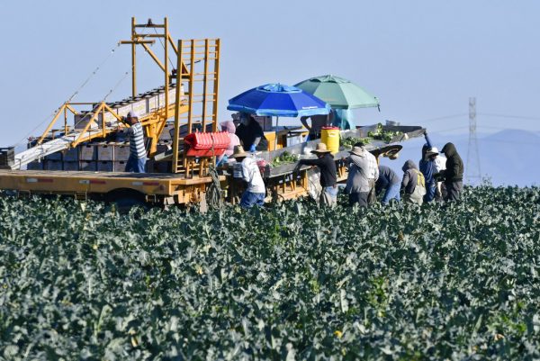 Lettuce Outbreak