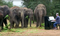 Traumatized Elephants Stop to Listen as Soon as Man Starts Playing for Them
