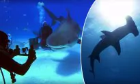 VIDEO: Divers’ Tiger Shark Bonding Time Cut Short When Hammerhead Wildly Charges at Them