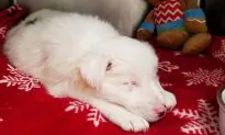 Puppy Found in Bag Filled With Rocks in Frozen Creek