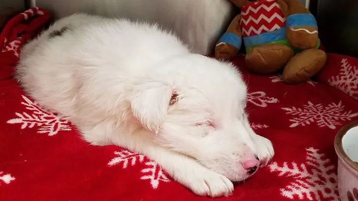 Officials said a puppy was pulled from a freezing creek in Sadieville, Ky., on dec. 12, 2018. (Scott County Animal Shelter/Facebook)