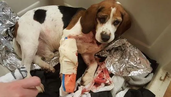 Animal Welfare Agencies Offer Reward in Case of Dogs Thrown From Car