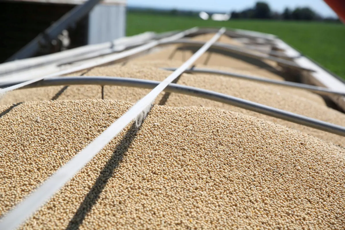 Soybeans fill a trailer at a farm in Buda, Illinois, U.S. on July 6, 2018. (Daniel Acker/Reuters)