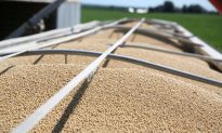 China Makes Second Purchase of US Soybeans Since Trade-War Truce, USDA Confirms