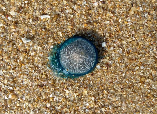 Mysterious Sea Creatures Washed Ashore in 2018